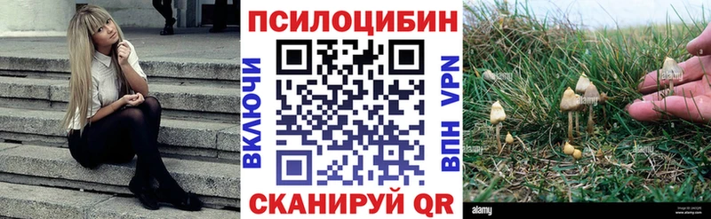 где можно купить   Липецк  Псилоцибиновые грибы Psilocybine cubensis 